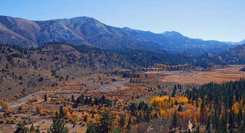 aspen trees in fall colors at Leavitt Meadow on Sonora Pass