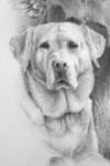 drawing of dog