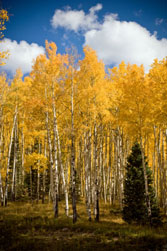 aspen trees in fall colors